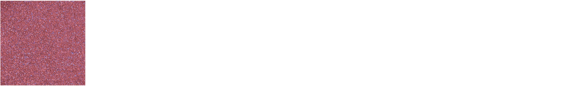 EX07 Ruby Cattleya