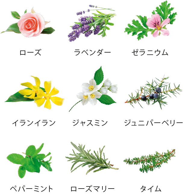 ローズ ラベンダー ゼラニウム イランイラン ジャスミン ジュニパーベリー ペパーミント ローズマリー タイム